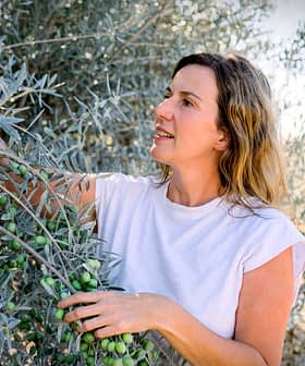 Vrouw plukt olijven van een tak van een olijfboom in de buitenlucht. Olive Oil Times