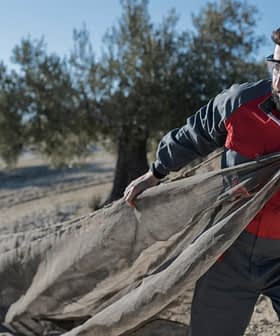 Zwei Arbeiter ziehen ein großes Netz für die Olivenernte in einem Olivenhain. - Olive Oil Times