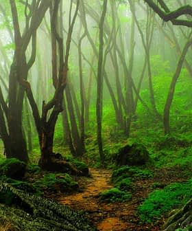 Una fitta foresta caratterizzata da alberi contorti e un fogliame verde lussureggiante in un'atmosfera nebbiosa. - Olive Oil Times