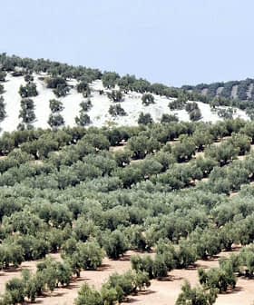 Ausgedehnter Olivenhain mit Reihen von Olivenbäumen auf sanften Hügeln in Andalusien. – Olive Oil Times