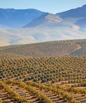 Vasto uliveto con filari di alberi su dolci colline sotto un cielo limpido. - Olive Oil Times