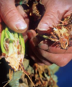 Dos manos sosteniendo un tallo de planta partido que muestra signos de enfermedad y descomposición. Olive Oil Times