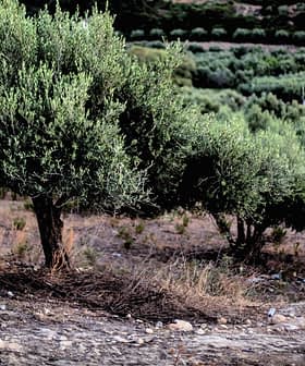 緑の葉と乾燥した地面のある畑に、数本のオリーブの木が生えています。 - Olive Oil Times