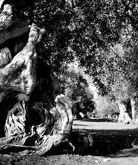 Uma visão de perto de uma oliveira antiga com um tronco texturizado e oliveiras ao redor em preto e branco. - Olive Oil Times
