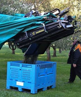 Een tractor met een oogstmachine die olijven in een blauwe krat giet tijdens het oogstproces. Olive Oil Times