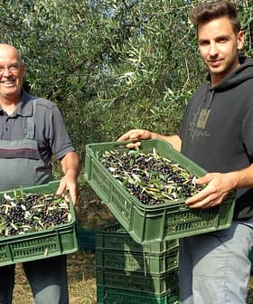 Zeytin bahçesinde taze toplanmış zeytinlerle dolu yeşil kasaları tutan iki adam. Olive Oil Times