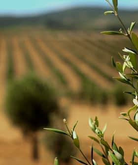 Nahaufnahme eines Olivenzweigs mit grünen Blättern in einem Olivenhain mit Baumreihen im Hintergrund. – Olive Oil Times