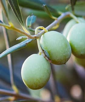 Primo piano di un mazzo di olive verdi appeso a un ramo con foglie. - Olive Oil Times