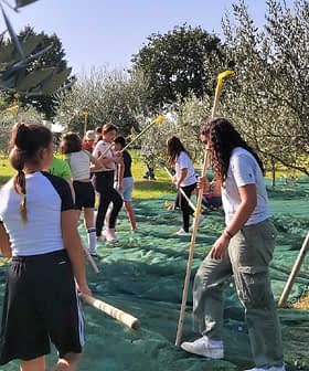 Eine Gruppe von Menschen beteiligt sich an der Olivenernte unter Bäumen mit Netzen auf dem Boden. - Olive Oil Times