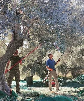 Twee personen gebruiken lange stokken om olijven te oogsten van bomen in een boomgaard. Olive Oil Times