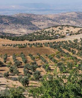 Aerial view of olive groves in the Jordan Valley with rolling hills in the background. - Olive Oil Times