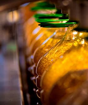 Rangée de bouteilles en verre remplies d'huile d'olive sur une chaîne de production, chacune coiffée d'un couvercle vert. - Olive Oil Times