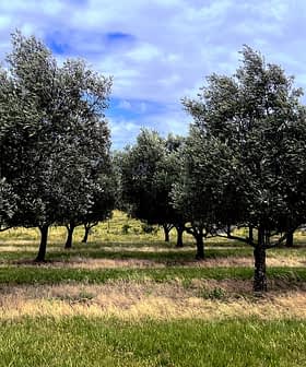 Bulutlu bir gökyüzünün altında çimenli bir alanda yeşil yapraklı zeytin ağaçları sırası. - Olive Oil Times