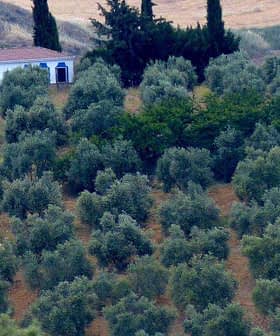A hillside covered with rows of olive trees, with a small building and cypress trees in the background. - Olive Oil Times