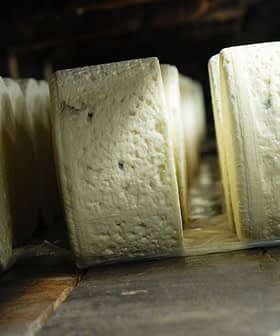 Several rounds of cheese resting on a wooden surface in a storage area. - Olive Oil Times