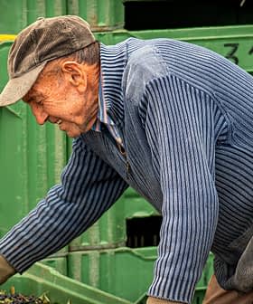 Un homme âgé portant une casquette et un pull rayé trie des olives dans des caisses vertes. Olive Oil Times