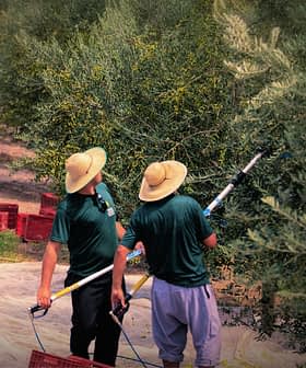 Due lavoratori raccolgono le olive con lunghi pali sotto gli ulivi in ​​un campo. - Olive Oil Times
