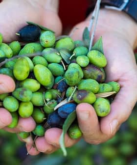 Due mani che tengono un mix di olive verdi e nere con foglie, appena raccolte. - Olive Oil Times