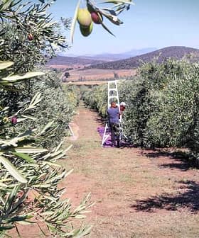 Un olivar con una persona en una escalera recogiendo aceitunas de los árboles. Olive Oil Times