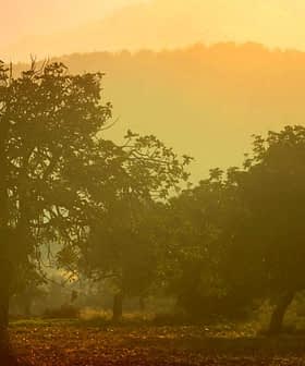 Árboles silueteados contra un fondo de atardecer brumoso con suaves tonos anaranjados y amarillos. Olive Oil Times