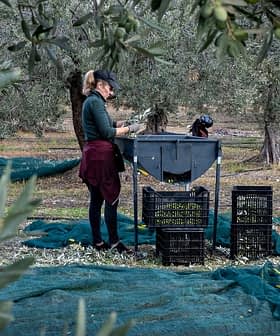 Zeytin hasadında çalışan iki kişi, kasaların yanında bulunan işleme tezgahında zeytinleri ayırıyor. Olive Oil Times