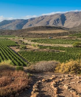 Weinberge mit Bergkulisse unter einem klaren blauen Himmel. - Olive Oil Times