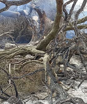 Restes brûlés d'un olivier avec des branches carbonisées et un fond grisâtre. - Olive Oil Times