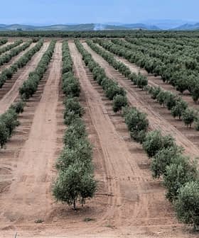 Vista aerea di una piantagione di ulivi ordinatamente sistemata con file di alberi. - Olive Oil Times