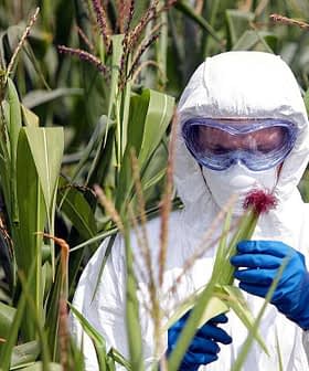 科学家穿着防护服和护目镜检查田地里的玉米植株。 - Olive Oil Times