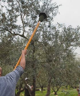 Persona che usa un lungo palo per raccogliere le olive da un ulivo in un frutteto. - Olive Oil Times