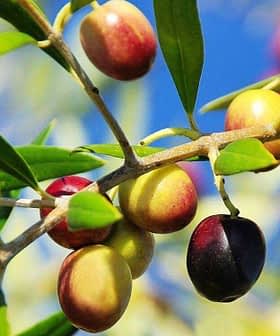 青空を背景に、緑、黄色、紫のオリーブが描かれたオリーブの枝のクローズアップ。 - Olive Oil Times
