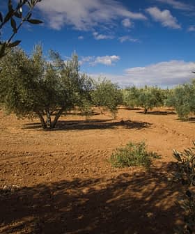 Ελιές διατεταγμένες σε σειρές σε ένα χώμα κάτω από έναν γαλάζιο ουρανό με σύννεφα. - Olive Oil Times
