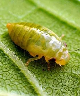 Image en gros plan d'un insecte vert au corps brillant reposant sur une feuille. - Olive Oil Times