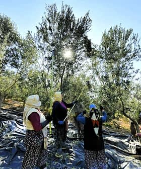 Skupina žena koje beru masline sa stabala u voćnjaku dok se sunčeva svjetlost filtrira kroz lišće. - Olive Oil Times