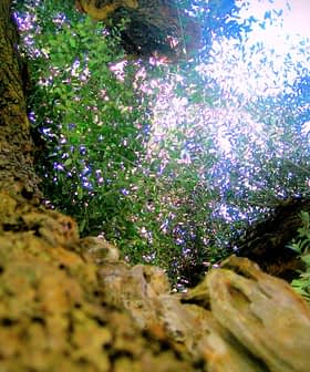 Vista da terra della chioma di un albero, con rami e foglie che si stagliano contro il cielo. - Olive Oil Times