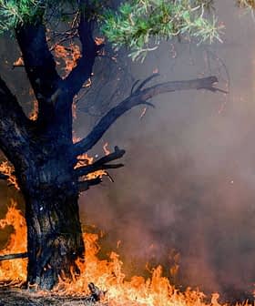 Uma árvore envolta em chamas durante um incêndio florestal, com fumaça subindo ao fundo. - Olive Oil Times