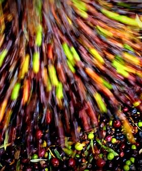 Uma imagem borrada de movimento de várias azeitonas sendo processadas, mostrando uma blend de cores e tipos. - Olive Oil Times