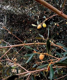 Rama de olivo con aceitunas verdes entre hojas en un entorno natural. - Olive Oil Times