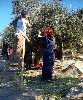 Zeytin bahçesinde ağaçlardan merdiven ve ağ kullanarak zeytin toplayan işçiler. - Olive Oil Times