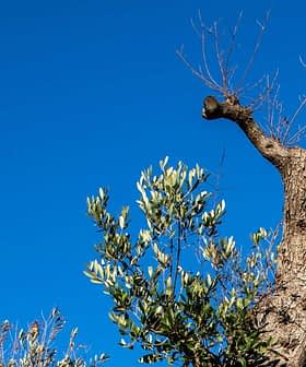 澄んだ青空を背景に、ねじれた幹と緑の葉を持つオリーブの木。 - Olive Oil Times