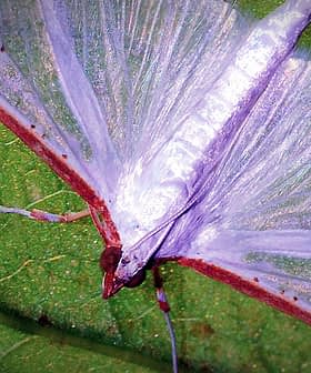 Ein Falter mit durchsichtigen Flügeln ruht auf einem grünen Blatt und stellt seine zarte Struktur und Färbung zur Schau. - Olive Oil Times
