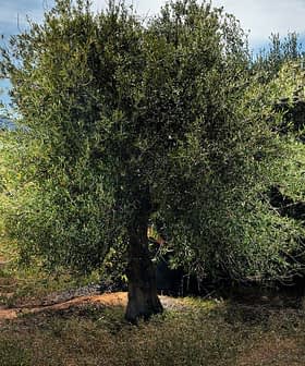 Uma oliveira solitária com folhas verdes exuberantes em um pomar sob um céu claro. - Olive Oil Times