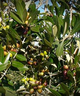 Takken van olijfbomen met trossen rijpe en onrijpe olijven tussen groene bladeren. Olive Oil Times
