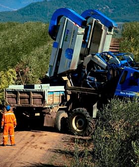 Macchina blu per la raccolta delle olive posizionata su un sentiero sterrato in un uliveto. - Olive Oil Times