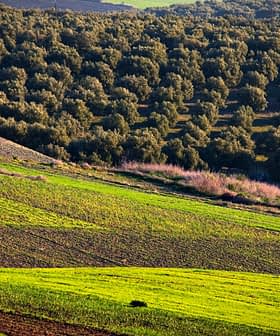 Vista aérea de un paisaje verde con hileras de olivos y campos. - Olive Oil Times