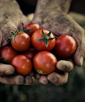 Due mani coperte di terra che tengono un grappolo di pomodori rossi maturi. - Olive Oil Times