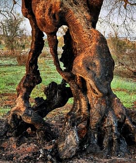 Krupni plan kvrgavog debla masline s iskrivljenim korijenjem i korom koja pokazuje znakove starenja. - Olive Oil Times