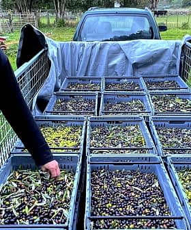 Man inspecteert olijven in grote bakken tijdens de olijvenoogst. Olive Oil Times