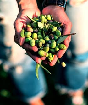Persona que sostiene en sus manos una colección de aceitunas verdes y negras recién cosechadas. - Olive Oil Times