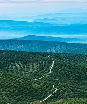 なだらかな丘と遠くの山々に囲まれたオリーブ畑の広大な風景。 - Olive Oil Times